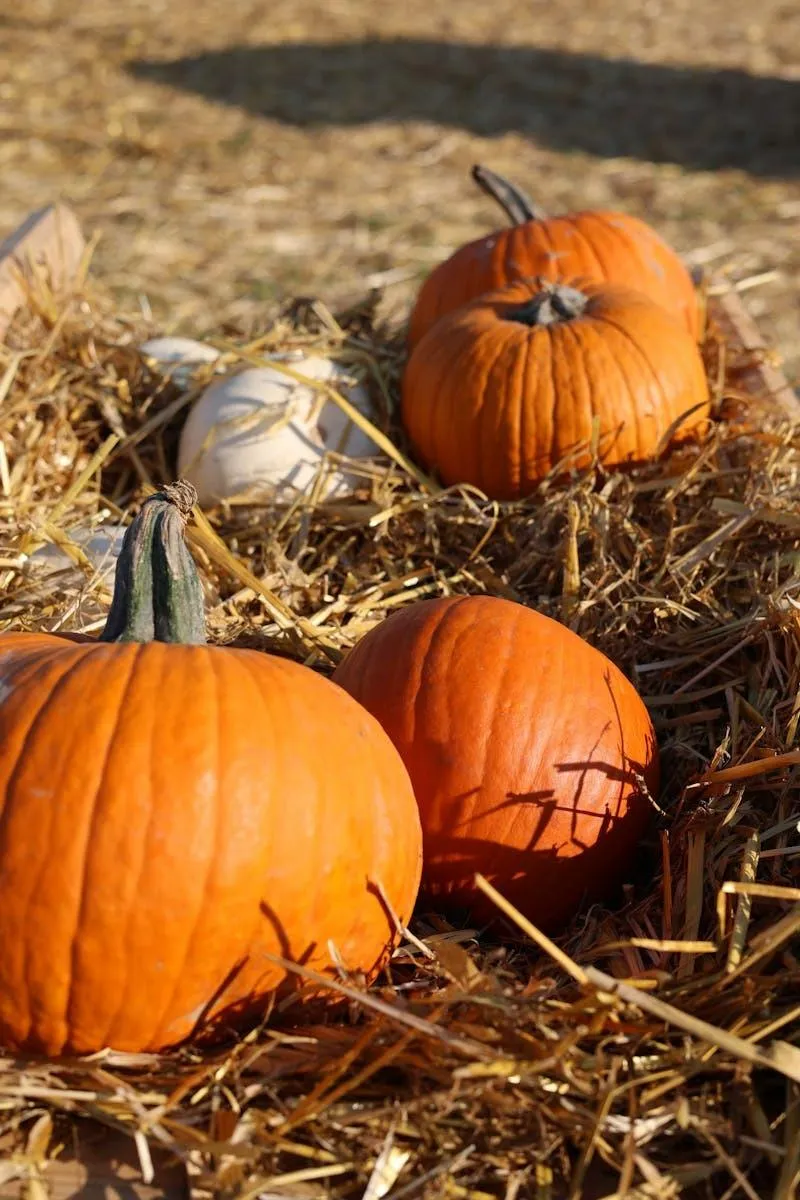 Classic Orange Pumpkins on Hay For Fall Celebration Image