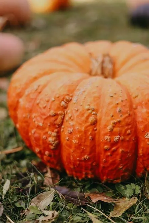 Close-up of a pumpkin at Halloween festival Wallpaper