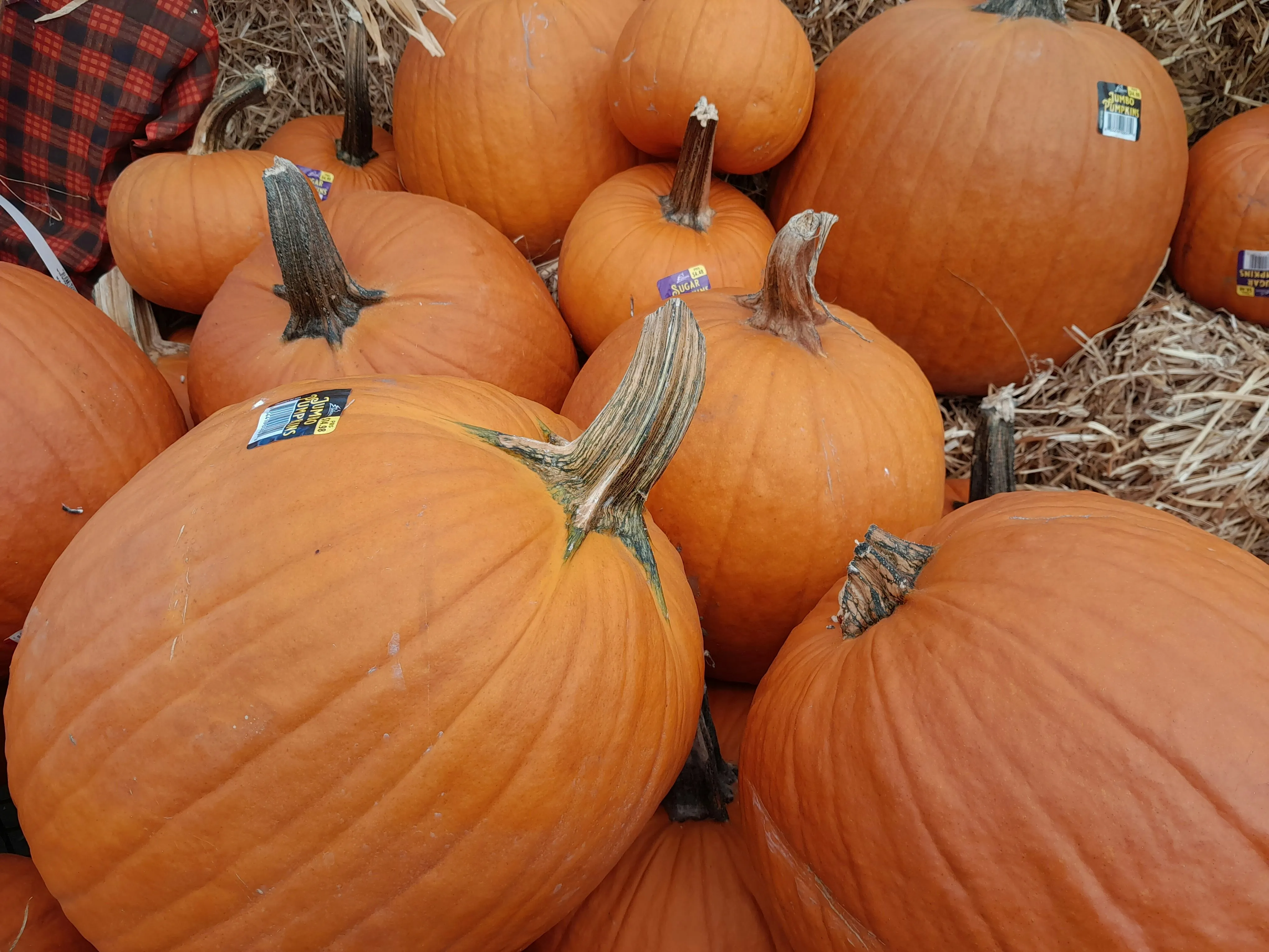 Close-Up Of Bright Orange Pumpkins in Market Bin Wallpaper