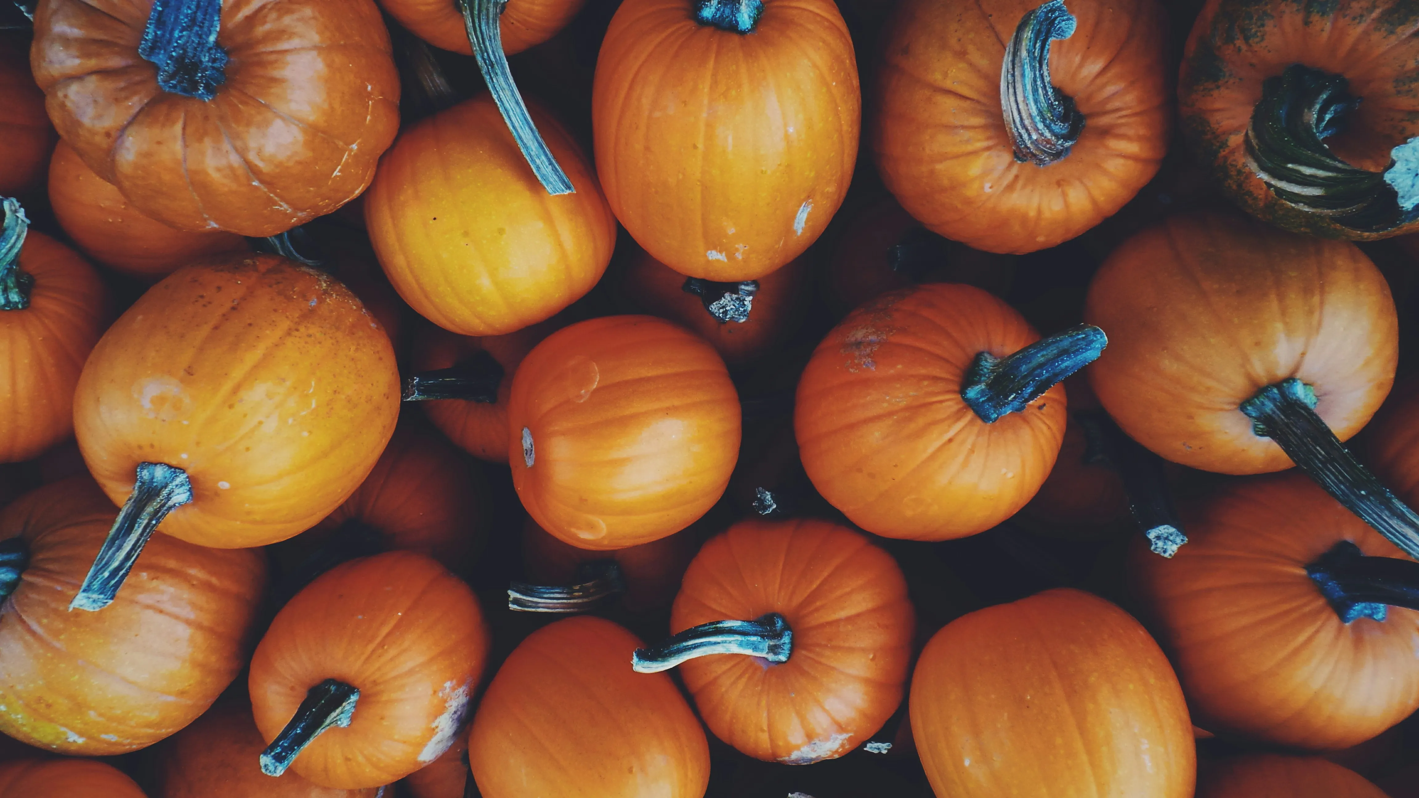 Close Up Of Many Small Orange Pumpkins Grouped Together