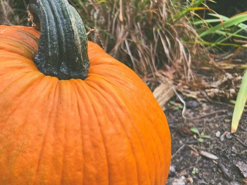 Close Up Of Orange Pumpkin on Grass HD Free Wallpaper