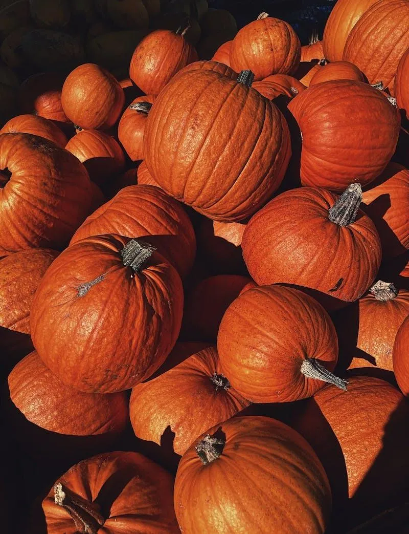 Close Up Of Orange Pumpkins in Seasonal Fall Display