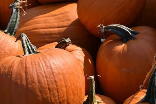 Close Up Of Orange Pumpkins on Dark Wooden Surface Image