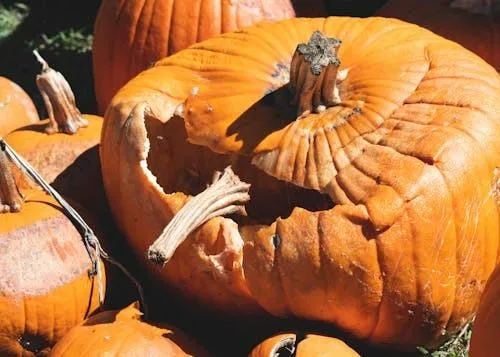 Close Up Of Textured Pumpkin with Stem and Gourds Wallpaper