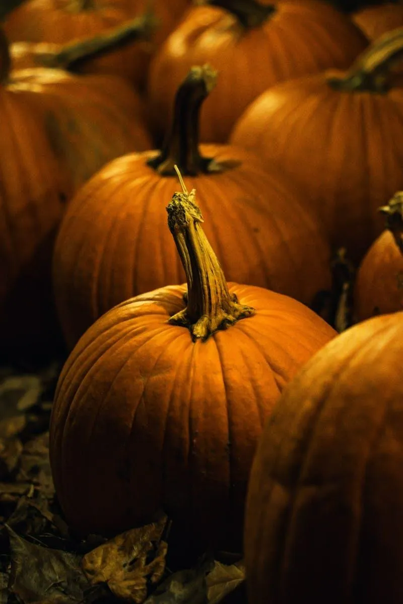 Closeup Of Fresh Pumpkins in Autumn Setting HD Image