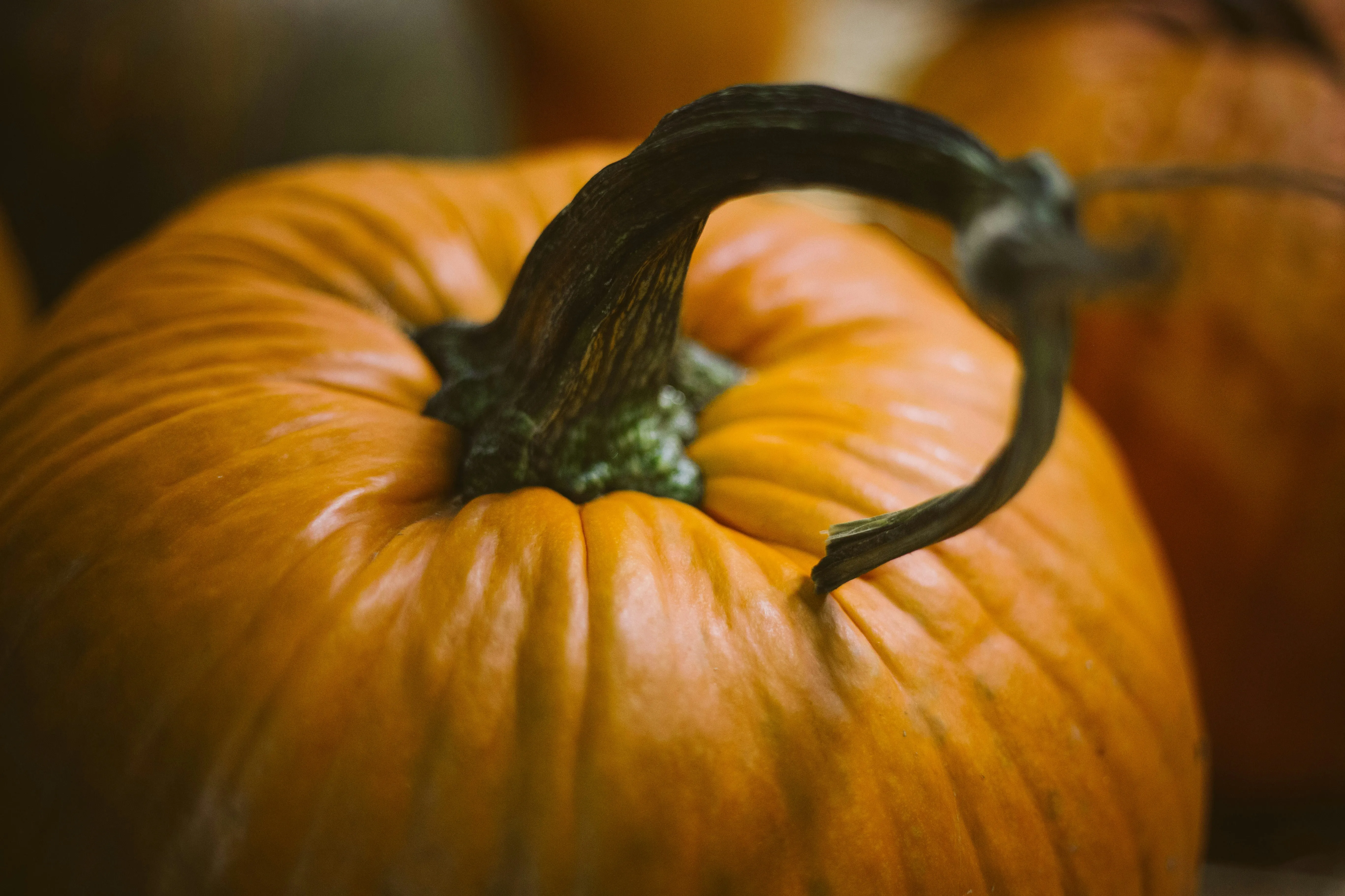 Closeup Of Ripe Pumpkin with Natural Autumn Stem Wallpaper