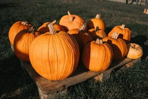 Cluster Of Fresh Orange Pumpkins Growing in Wooden Bench