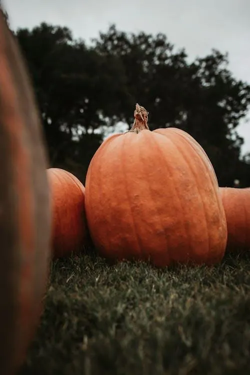 Cluster Of Large Orange Pumpkins in Field Free 4K Image