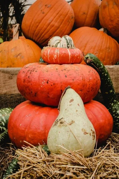 Colorful Fall Gourds and Pumpkins on Hay Free Wallpaper