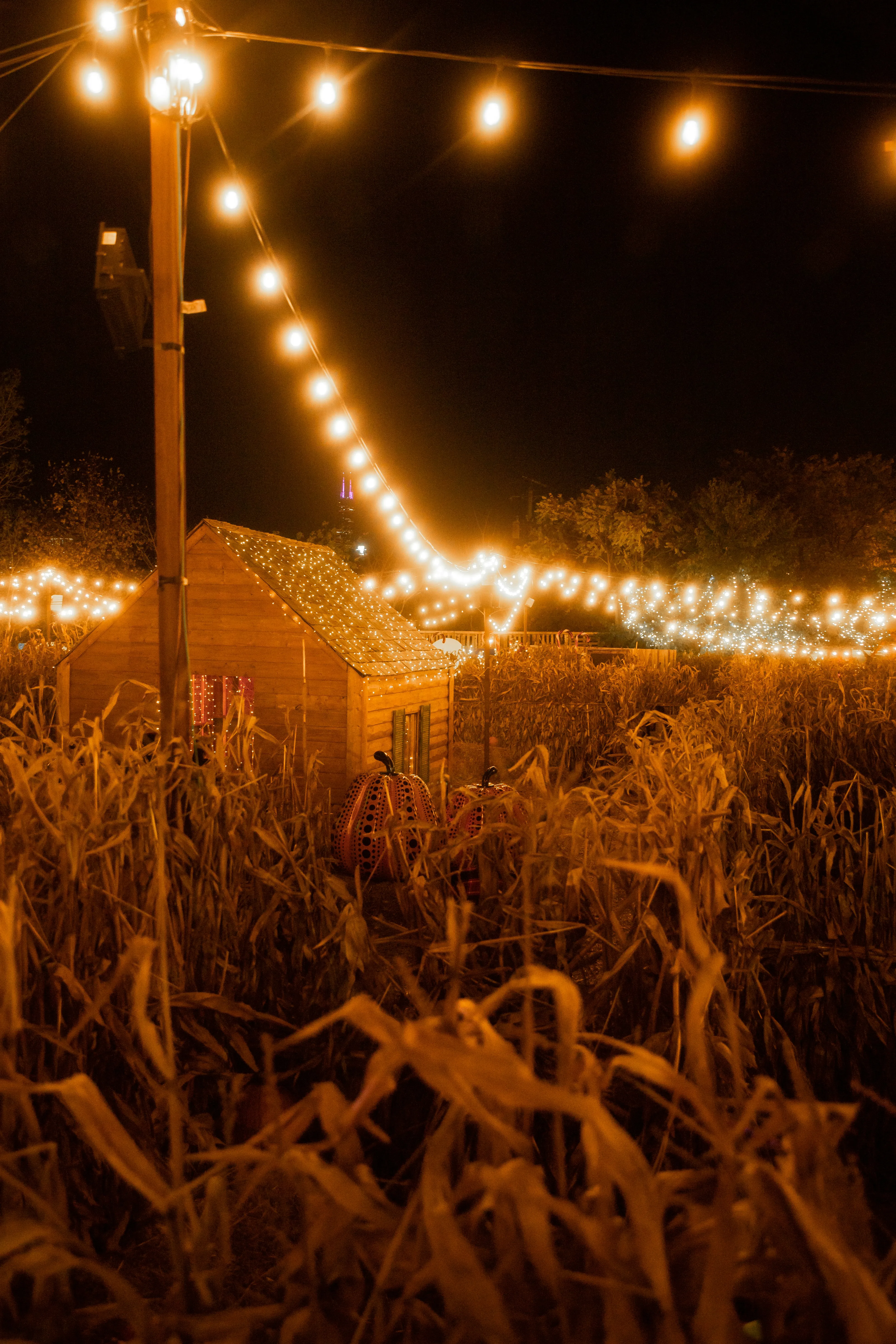 Cornfield Halloween Night with Pumpkins and Lights Image