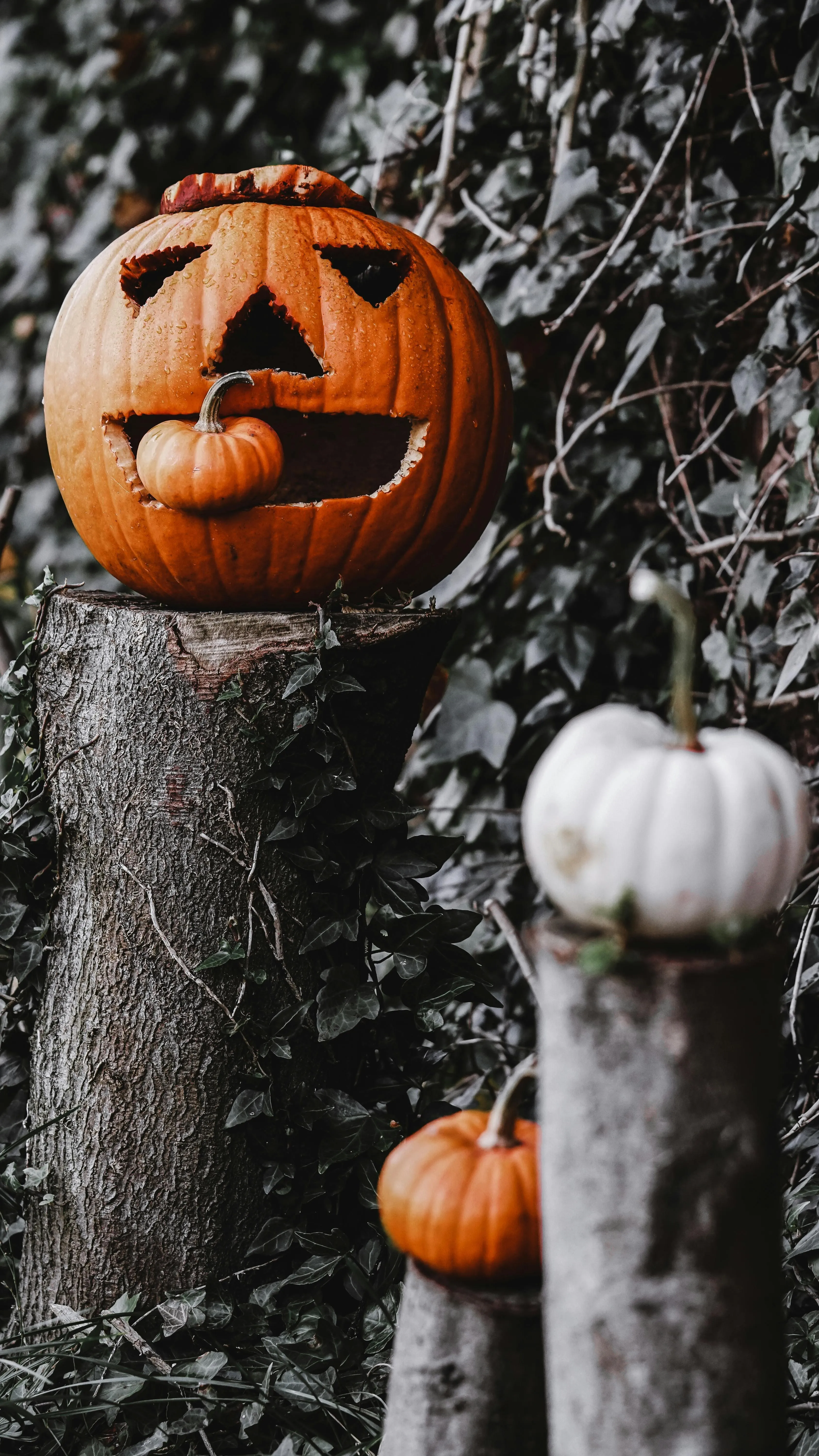 Creepy Pumpkin Hanging on Tree For Halloween Scene Image
