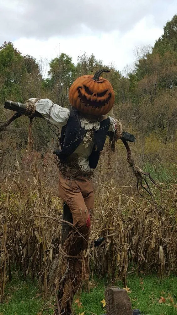 Creepy Pumpkin Head Scarecrow Standing in Cornfield image