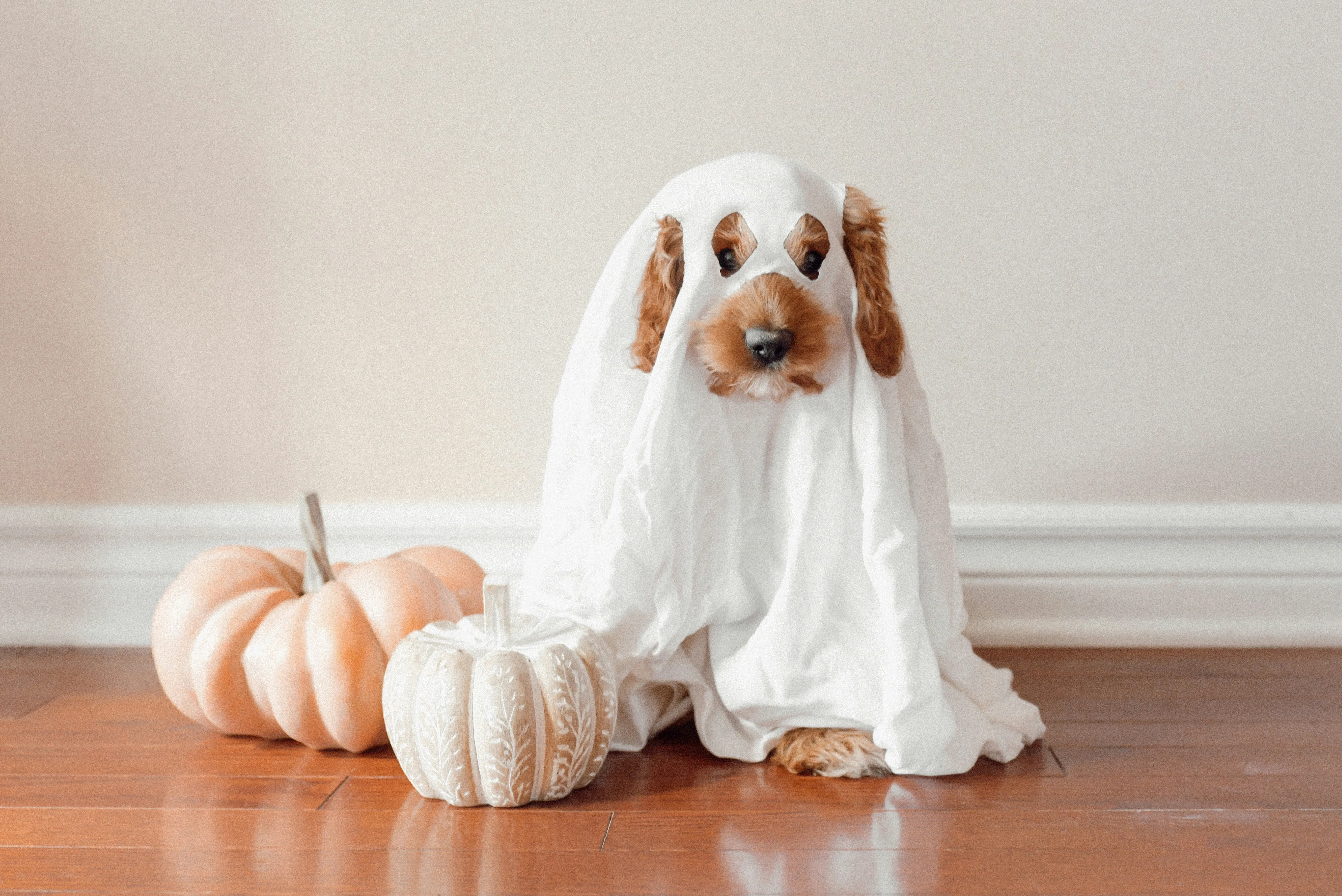 Cute Dog in White Ghost Costume with Halloween Pumpkins