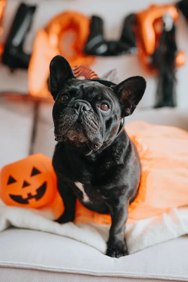 Cute Dog with Pumpkins in Halloween Costume Wallpaper