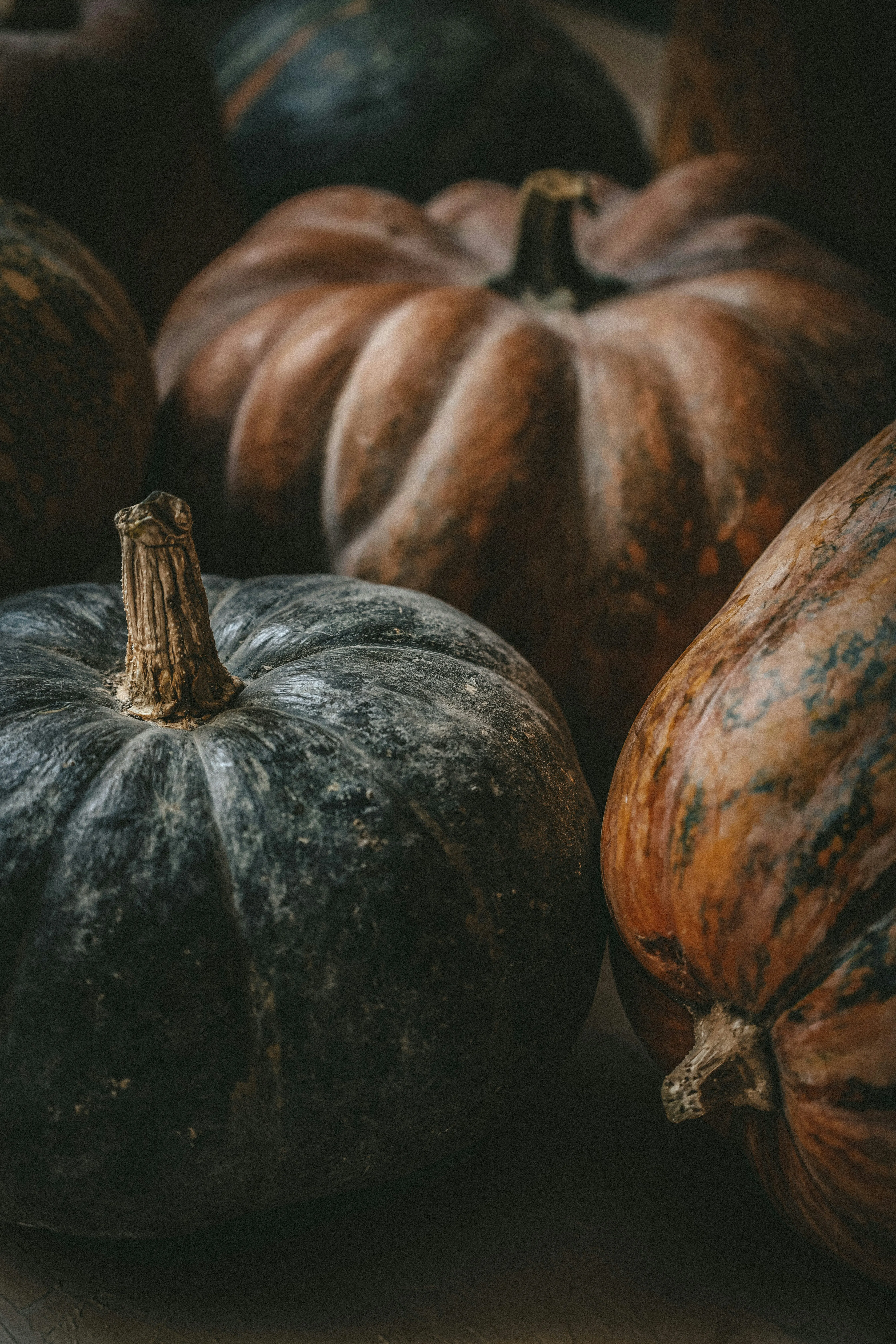 Dark Rustic Pumpkins with Autumn Shadows in Closeup Image