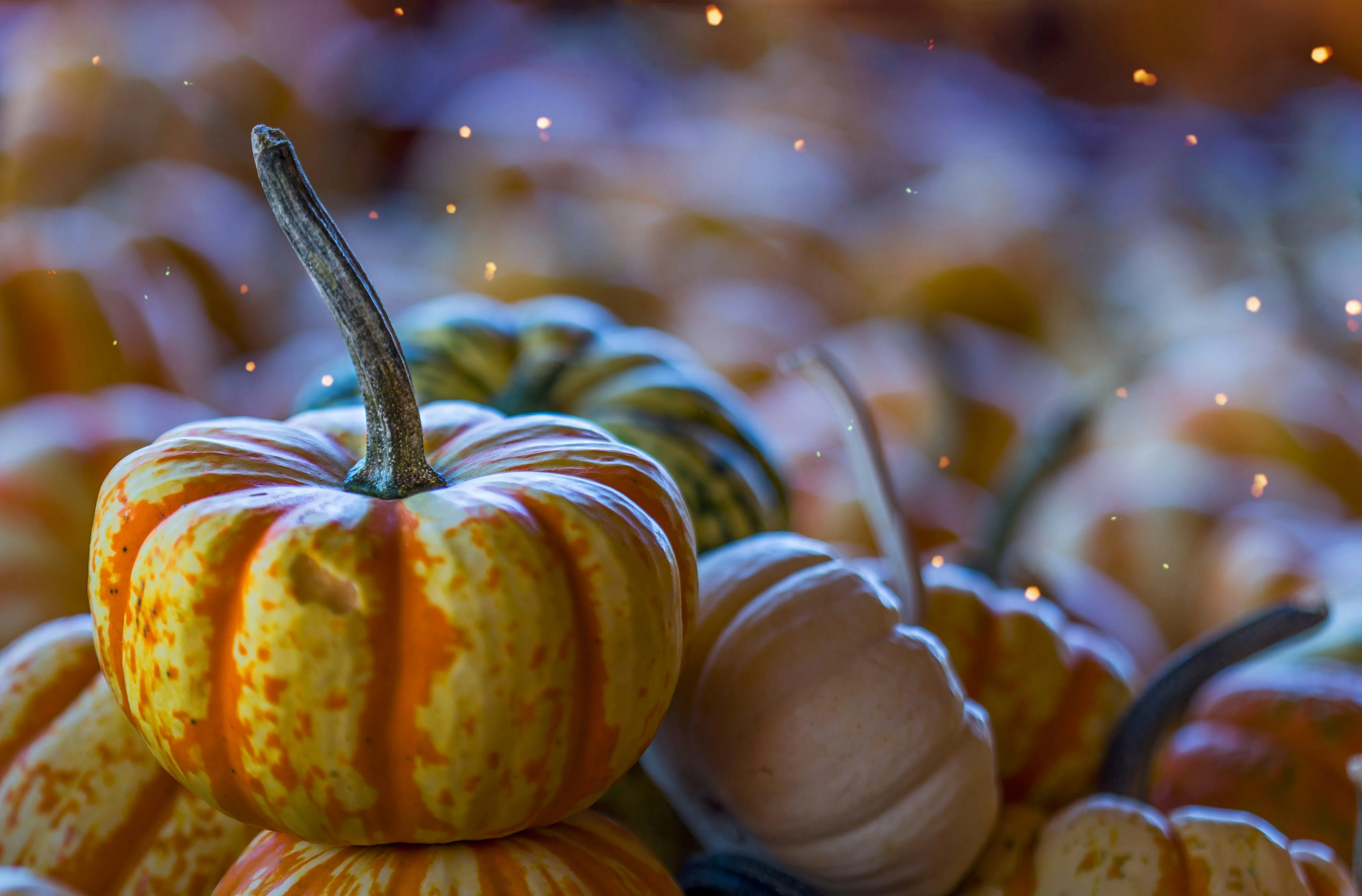 Decorative Harvest Pumpkin with Autumn Vibes Wallpaper