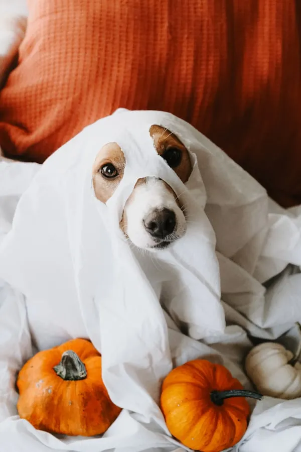 Dog Dressed As Ghost with Halloween Pumpkins Wallpaper