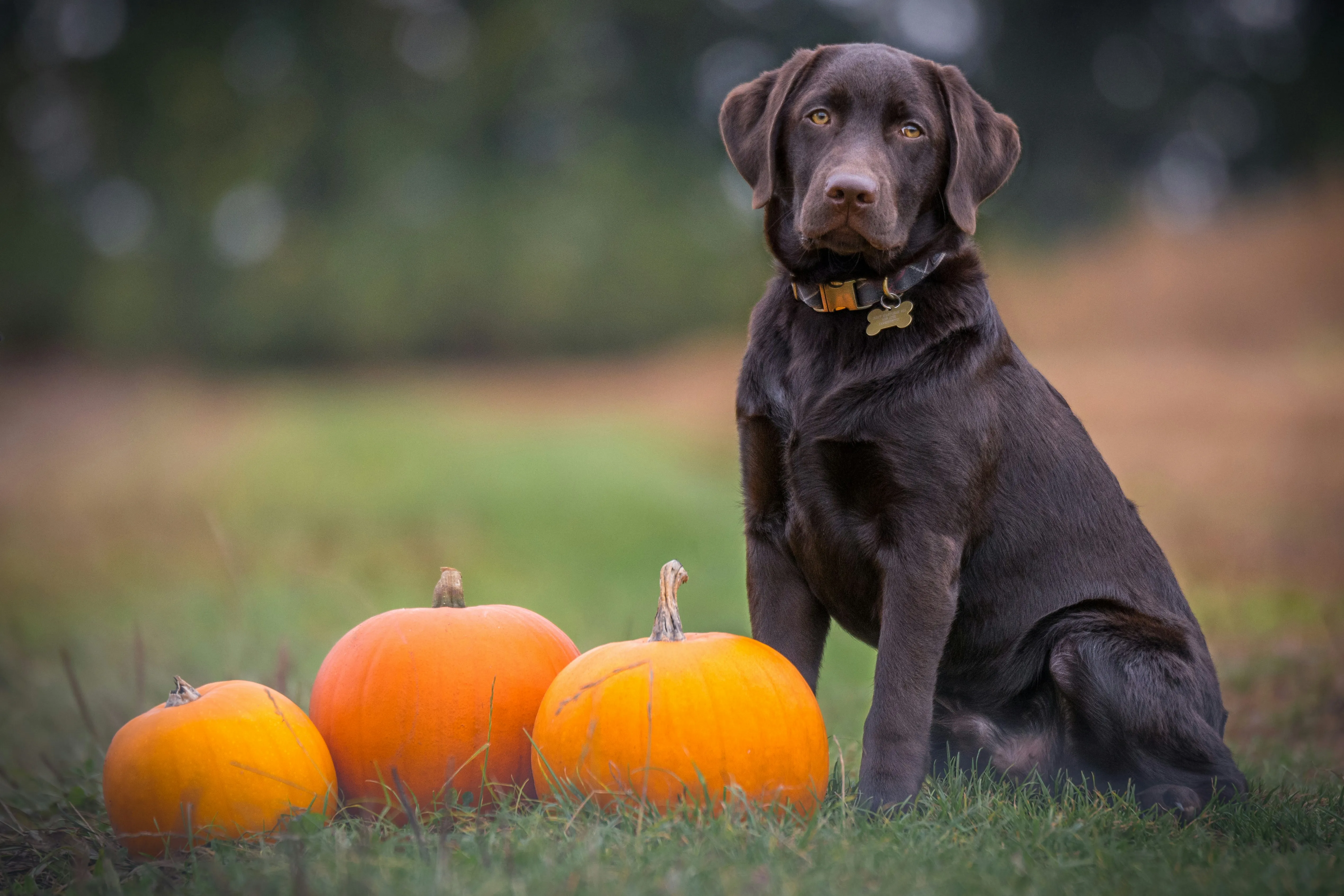Dog Posing with Pumpkins in Autumn Field HD Wallpaper