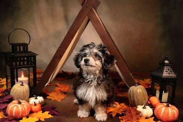 Dog Sitting Inside Halloween Pumpkin Display Tent Wallpaper