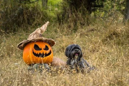 Dog Sitting Near Small Pumpkin in Autumn Field Wallpaper
