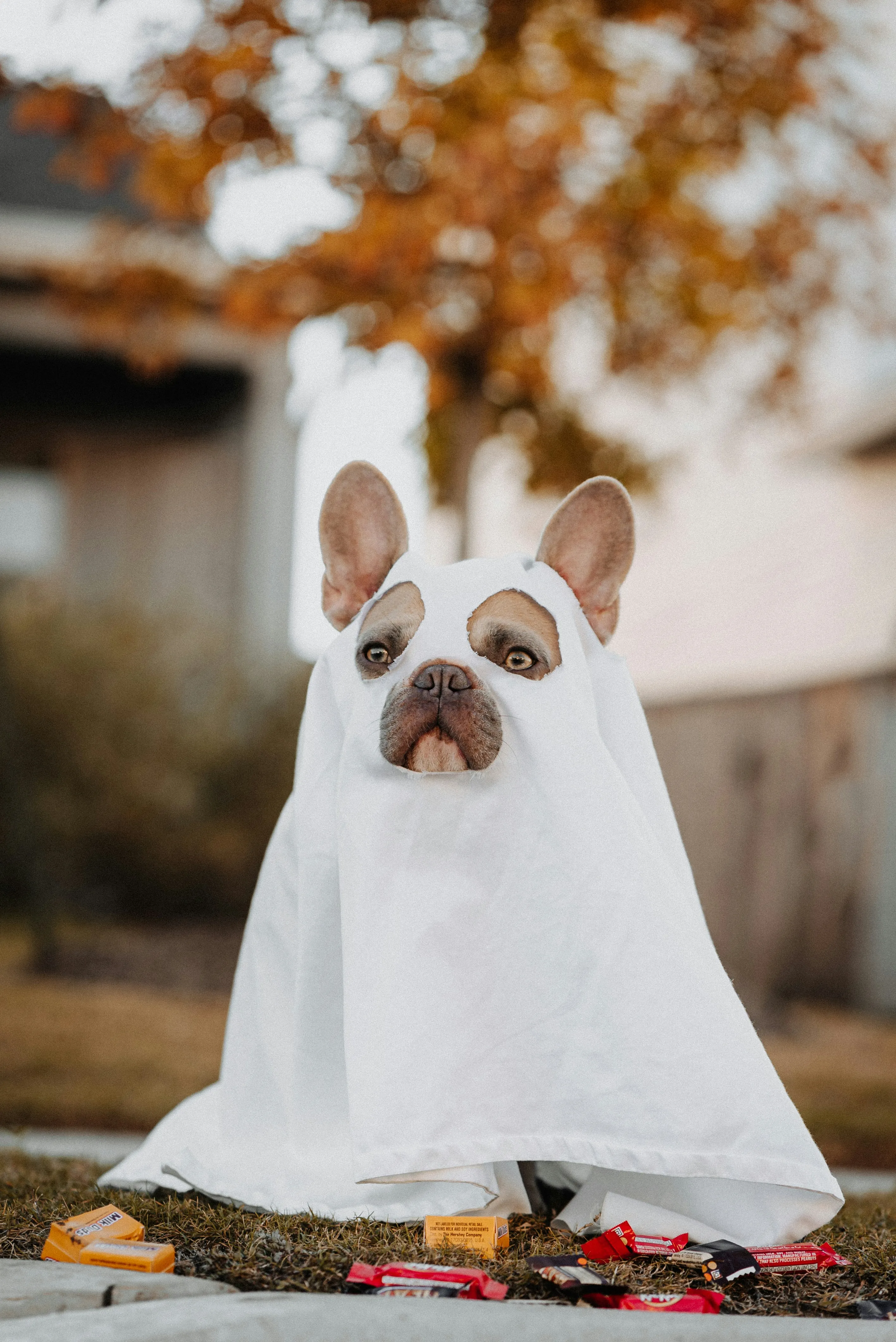 Dog Wearing Ghost Halloween Costume Outdoor in Fall