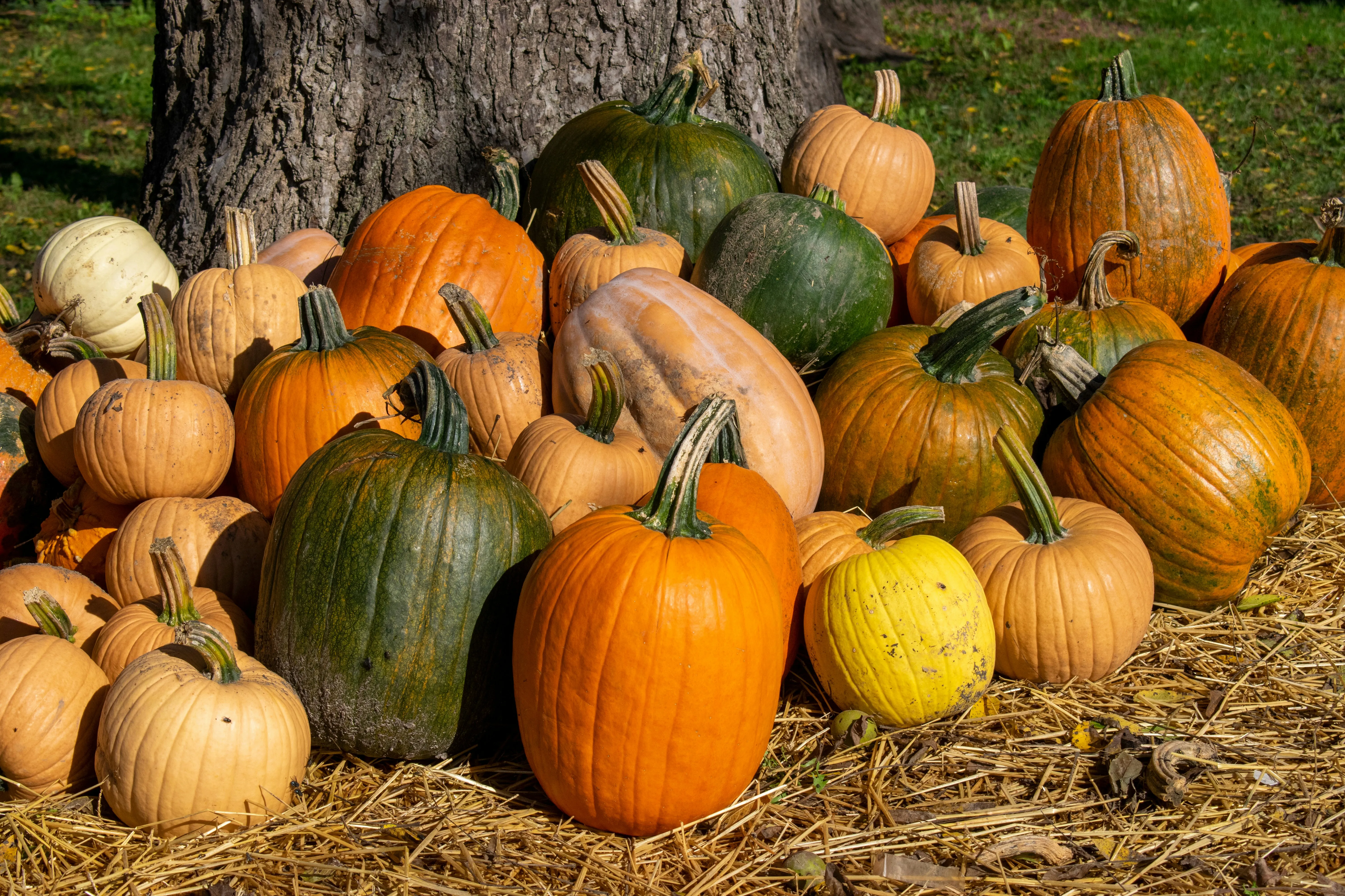 Farm Harvest Pumpkins in Outdoor Halloween Display Image