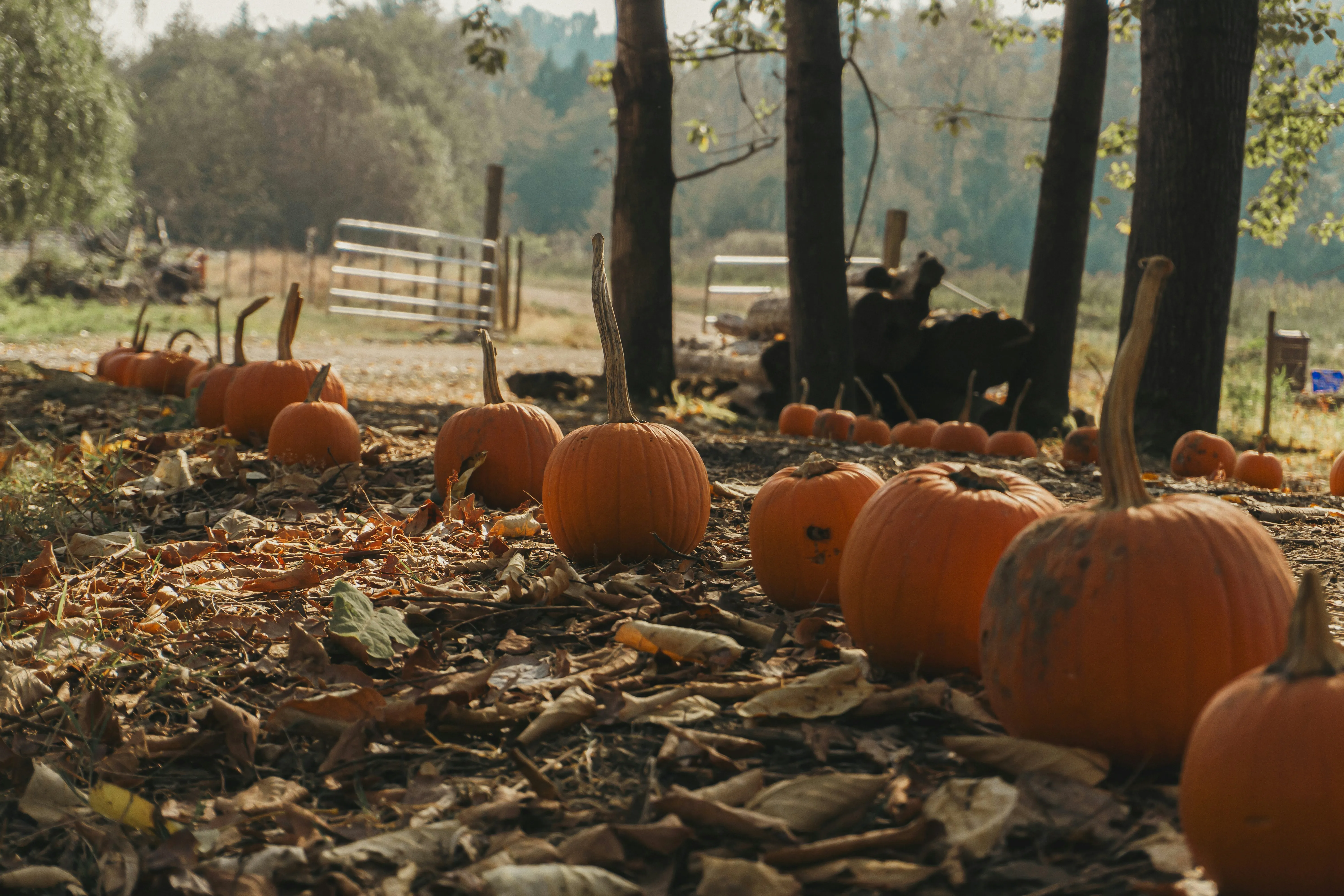 Farm Pathway Decorated with Pumpkins For Autumn Season