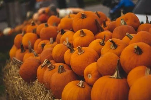 Field Full Of Small Orange Pumpkins Ready For Harvest HD Image