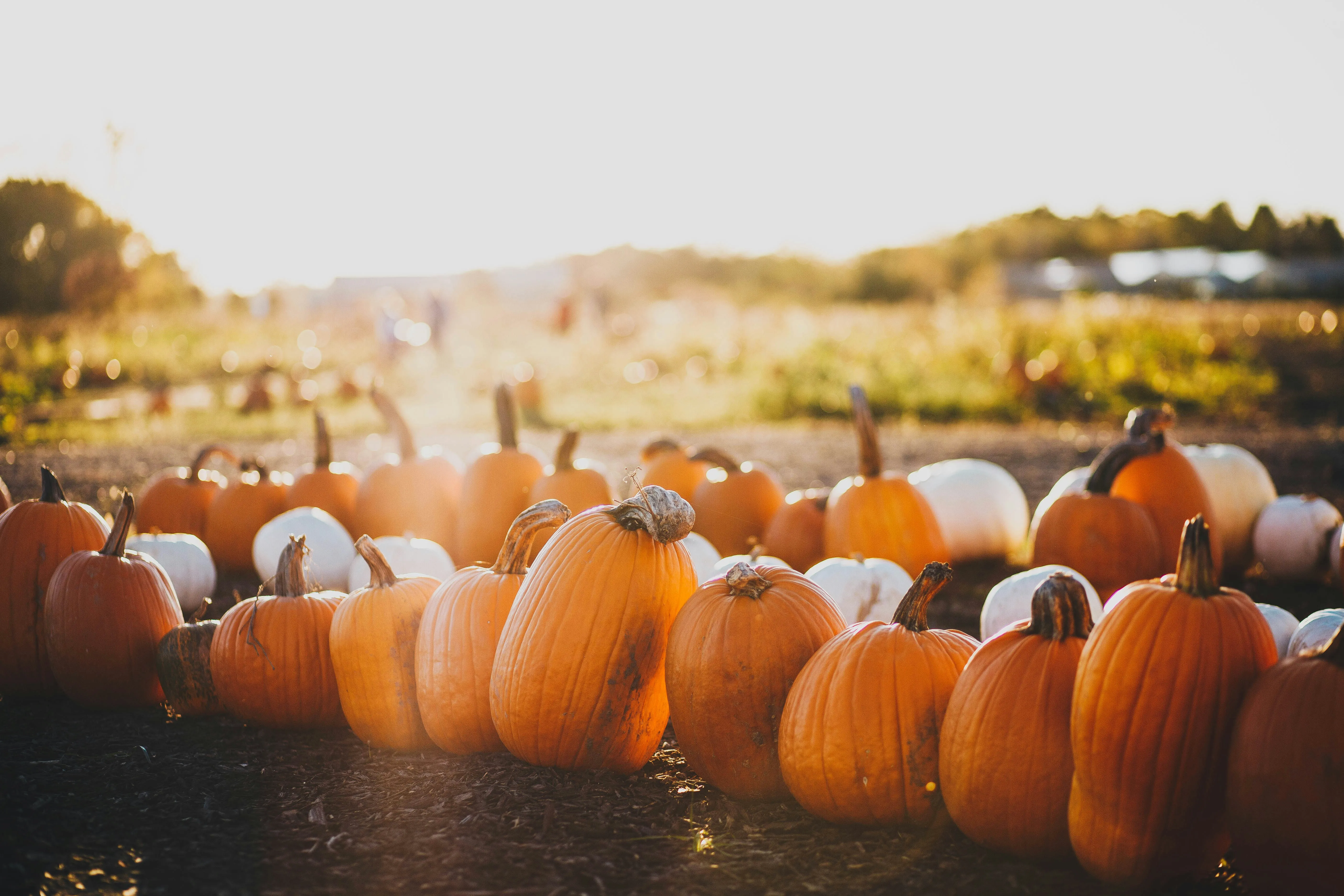 Field Of Pumpkins at Sunset For Fall Harvest View Wallpaper