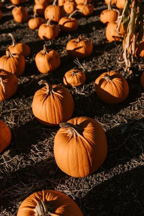 Field Of Pumpkins Lined Up For Fall Harvest HD Image