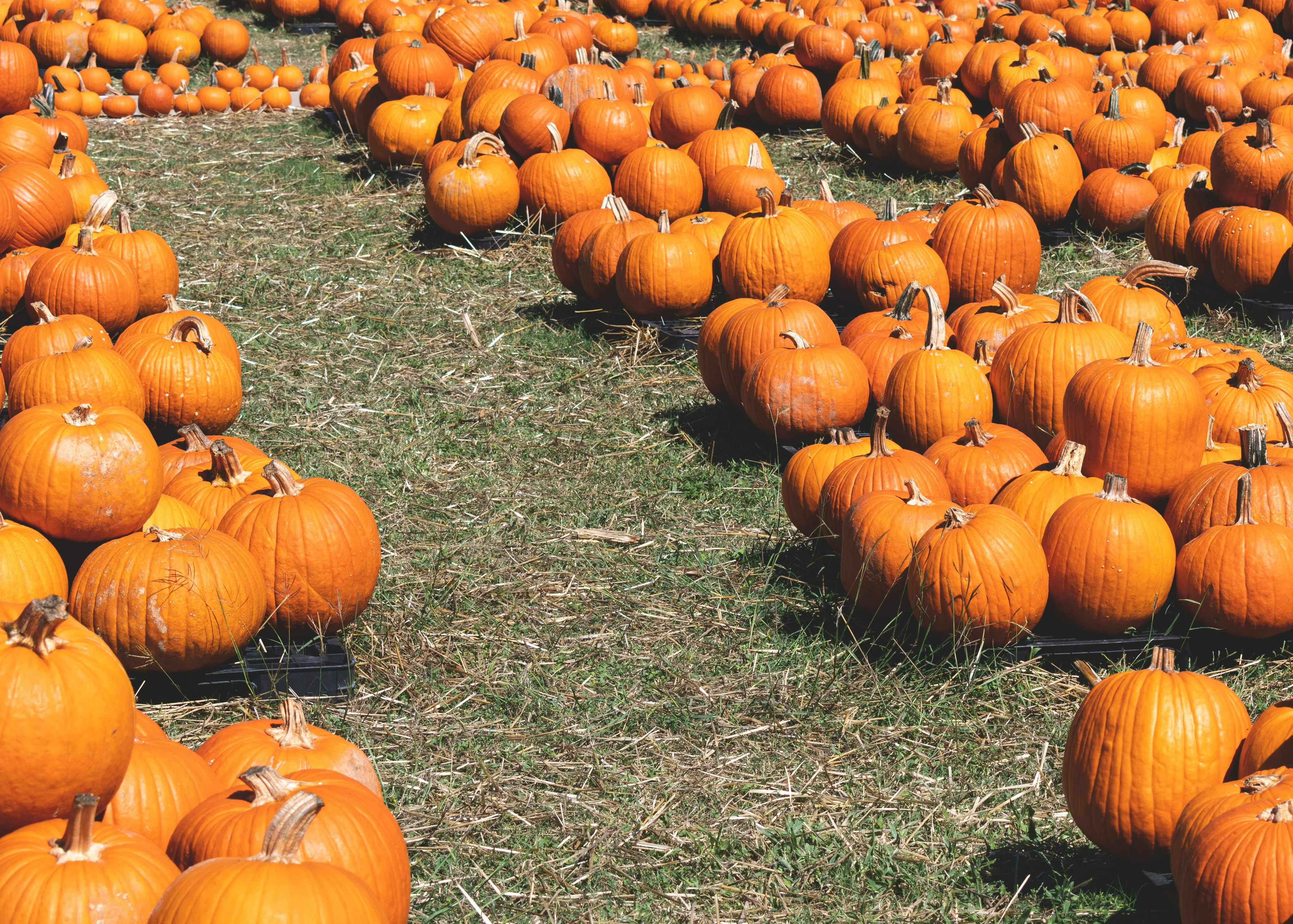 Field Of Pumpkins Ready For Autumn Harvest Wallpaper