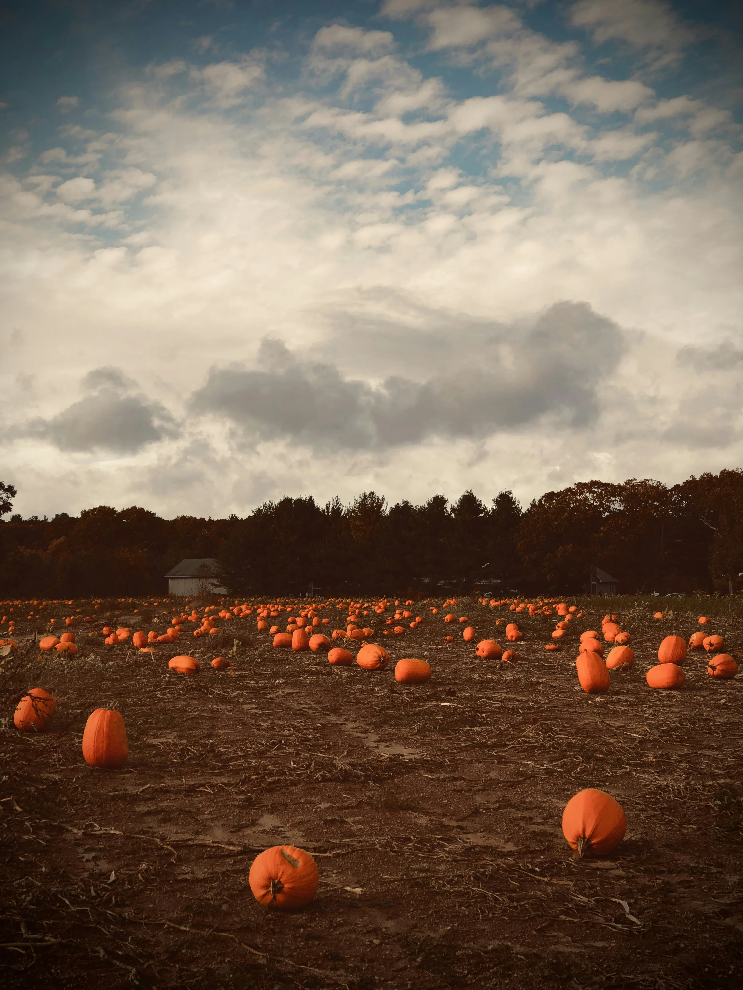 Field Of Pumpkins Under Cloudy Autumn Sky Free Wallpaper