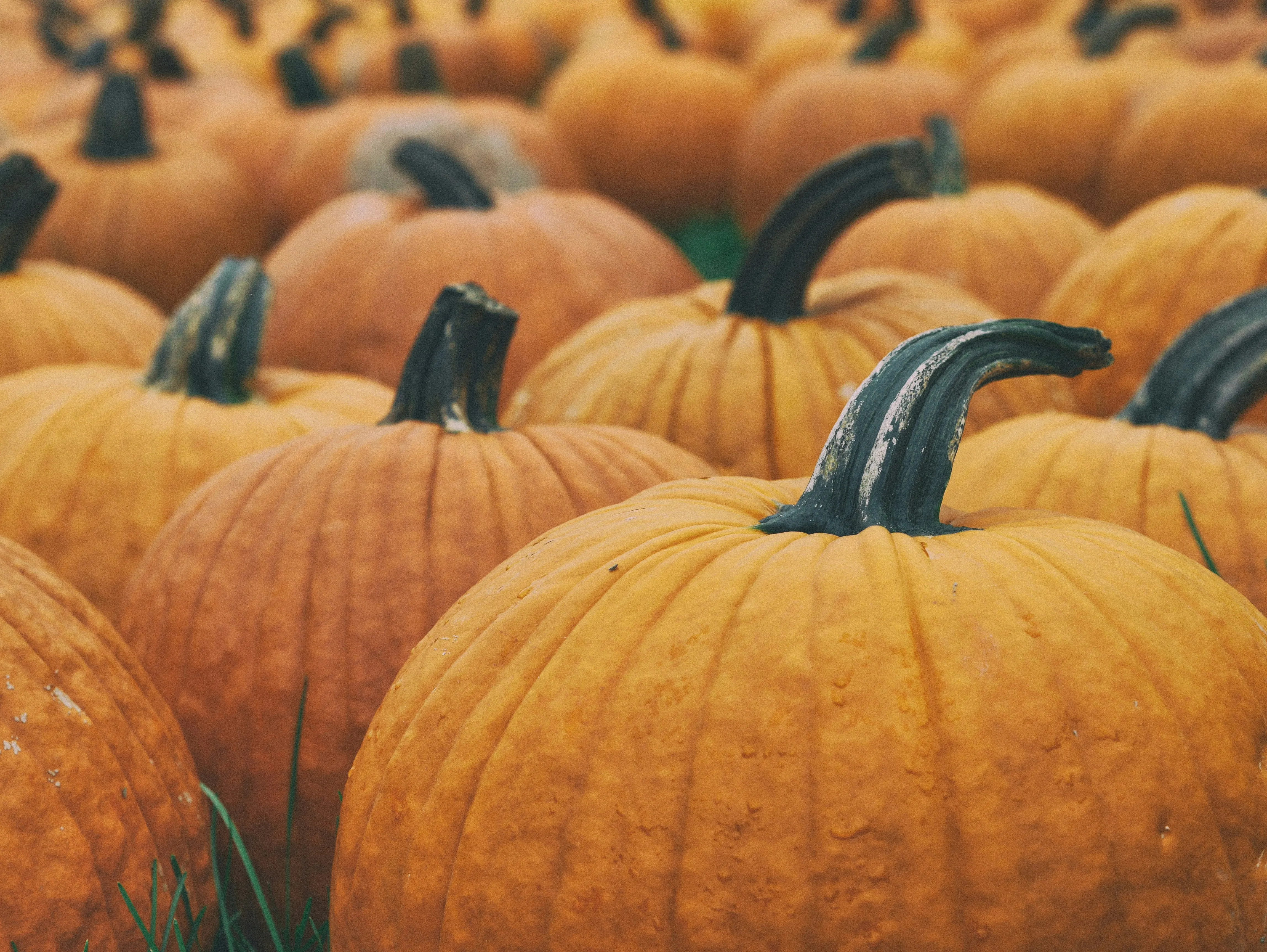 Field Of Ripe Pumpkins Ready For Halloween Season Wallpaper