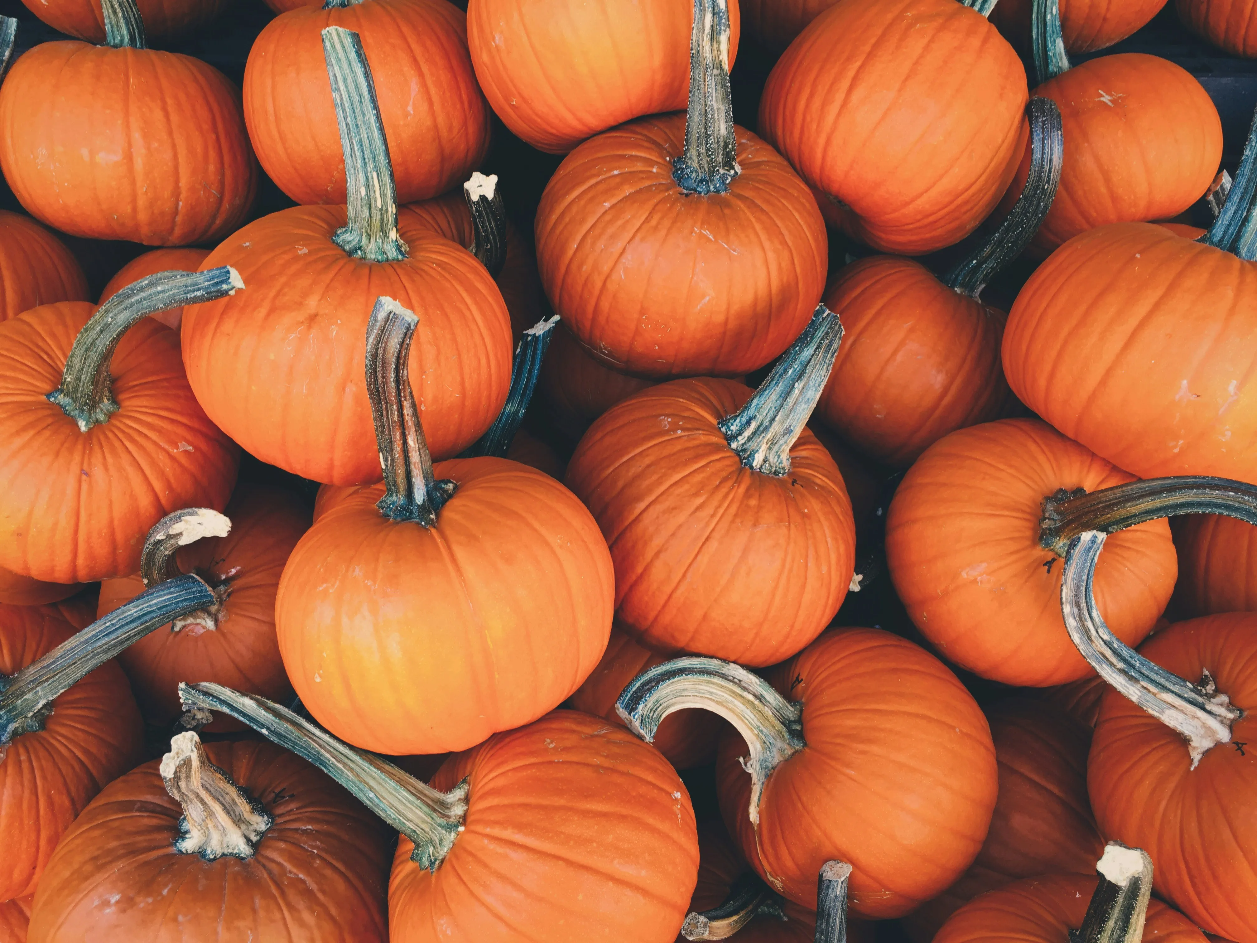 Flat Lay Of Mini Pumpkins on a Surface HD Wallpaper