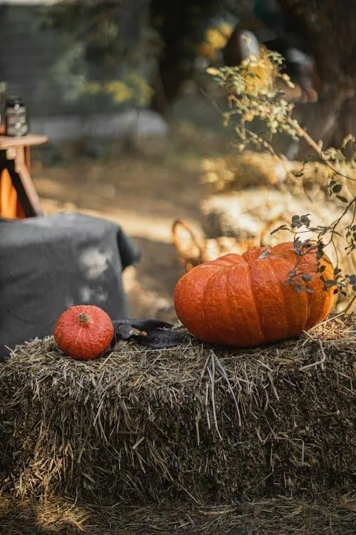 Forest Halloween Scene with Lit Pumpkins Free HD Wallpaper
