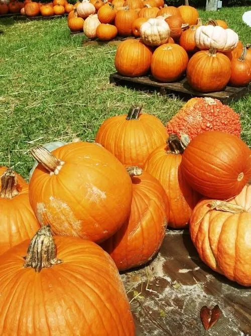 Fresh Halloween Pumpkins in Outdoor Autumn Field Image