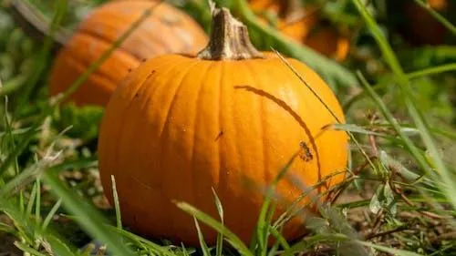 Fresh Orange Pumpkin Growing Among Green Grass HD Image