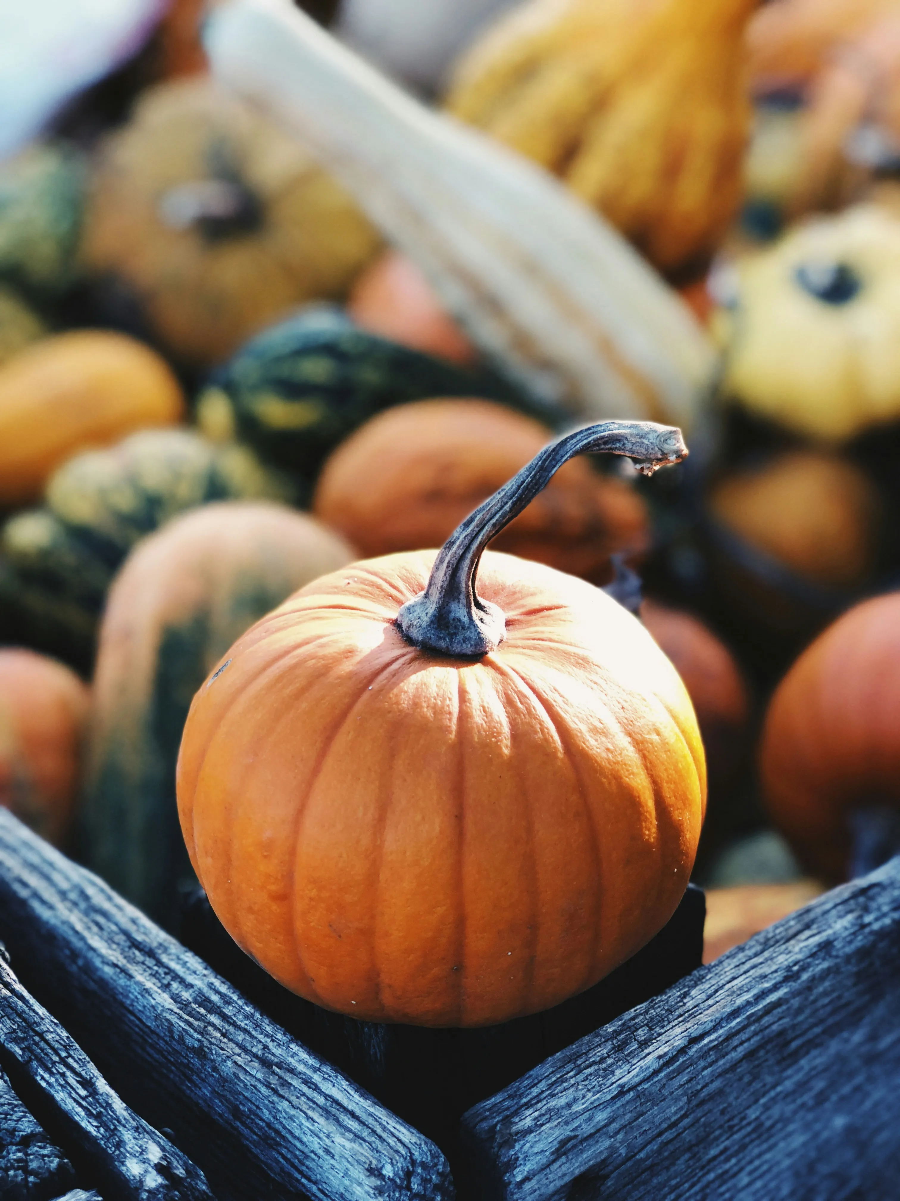 Fresh Orange Pumpkin Surrounded By Gourds Wallpaper HD