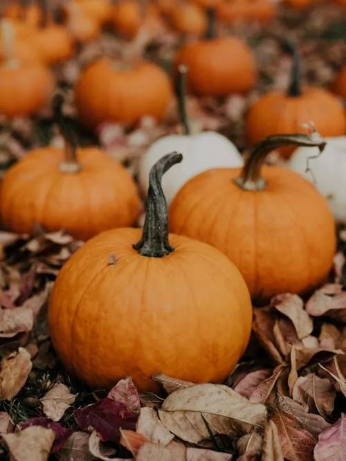 Fresh Orange Pumpkins in Autumn Leaves at Pumpkin Patch