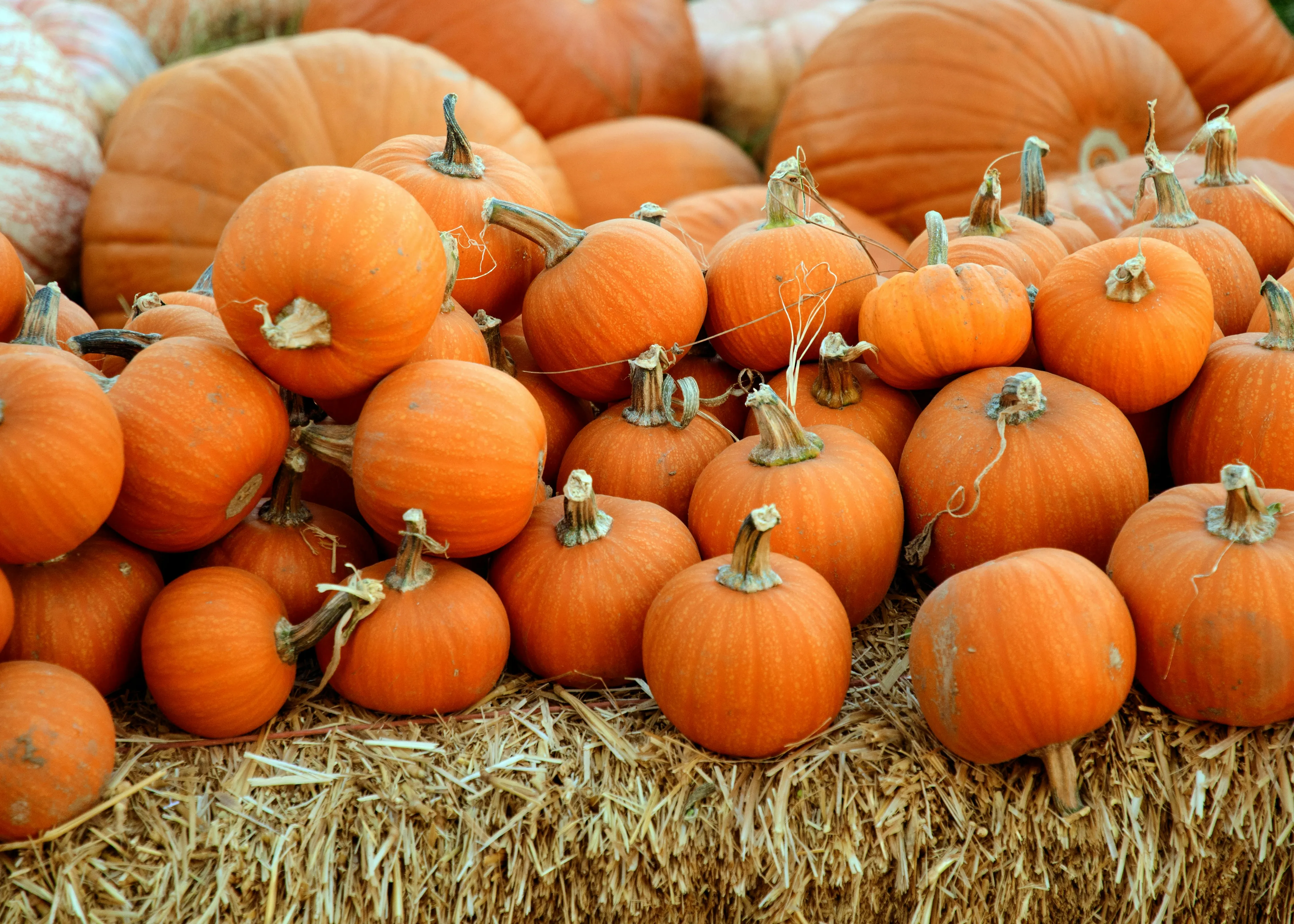 Fresh Orange Pumpkins in Farm Harvest Display Wallpaper