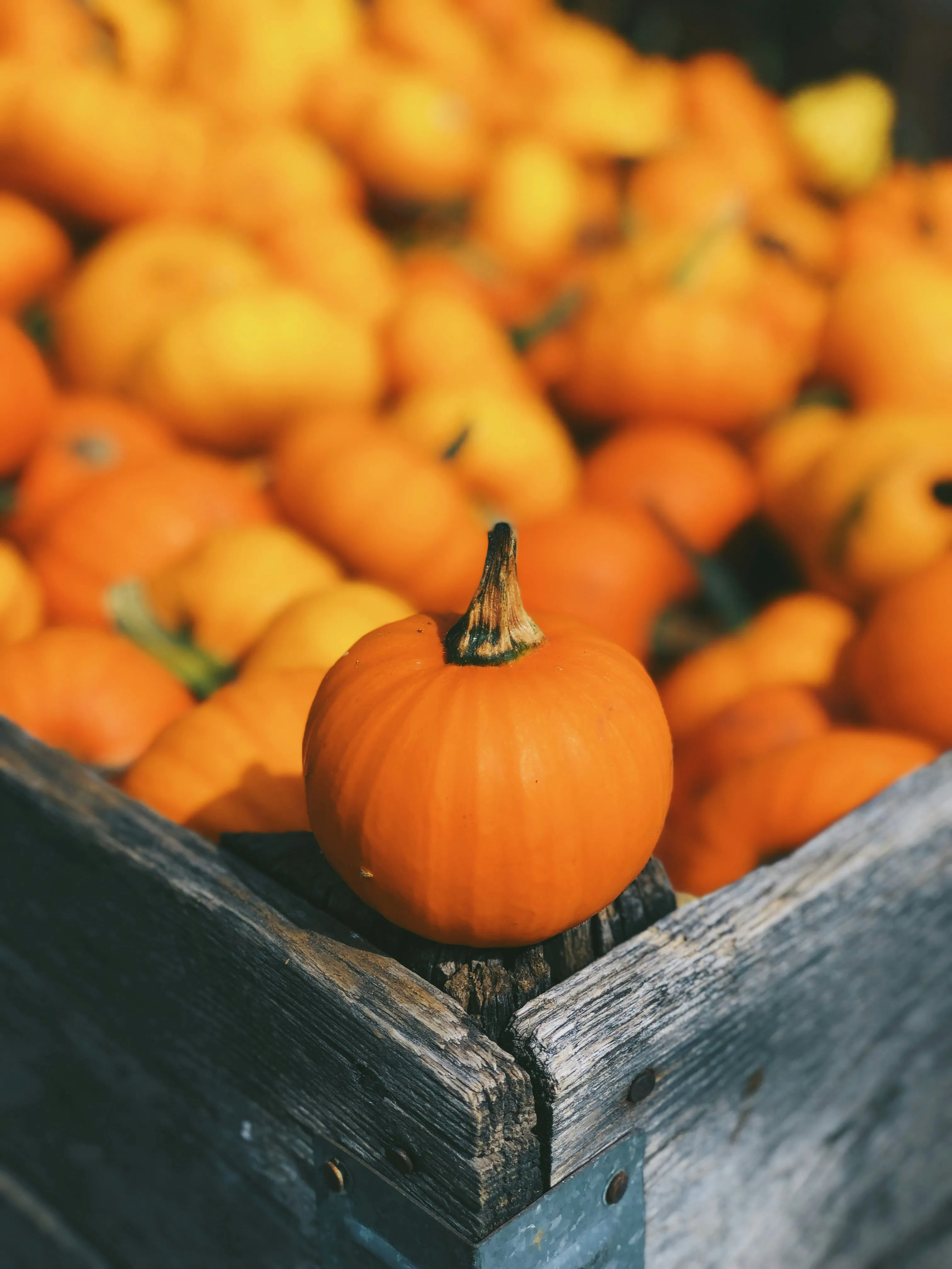 Fresh Orange Pumpkins in Wooden Crate at Market Wallpaper
