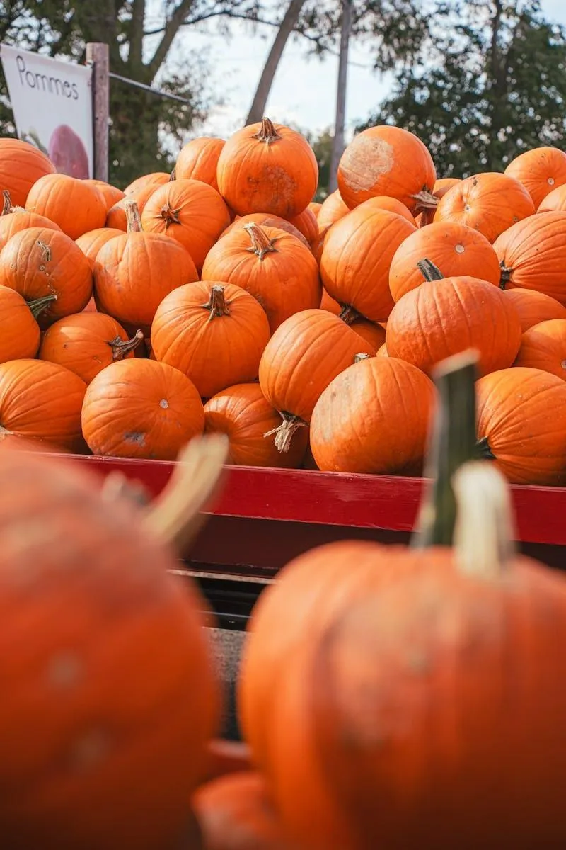 Fresh Orange Pumpkins Ready For Halloween Decorating HD