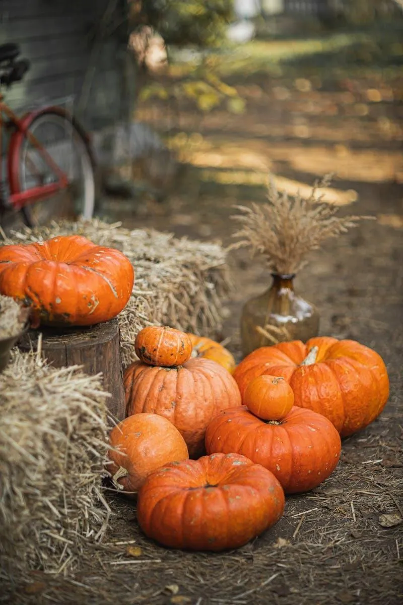 Fresh Pumpkins Resting on Hay For Fall Harvest HD Wallpaper