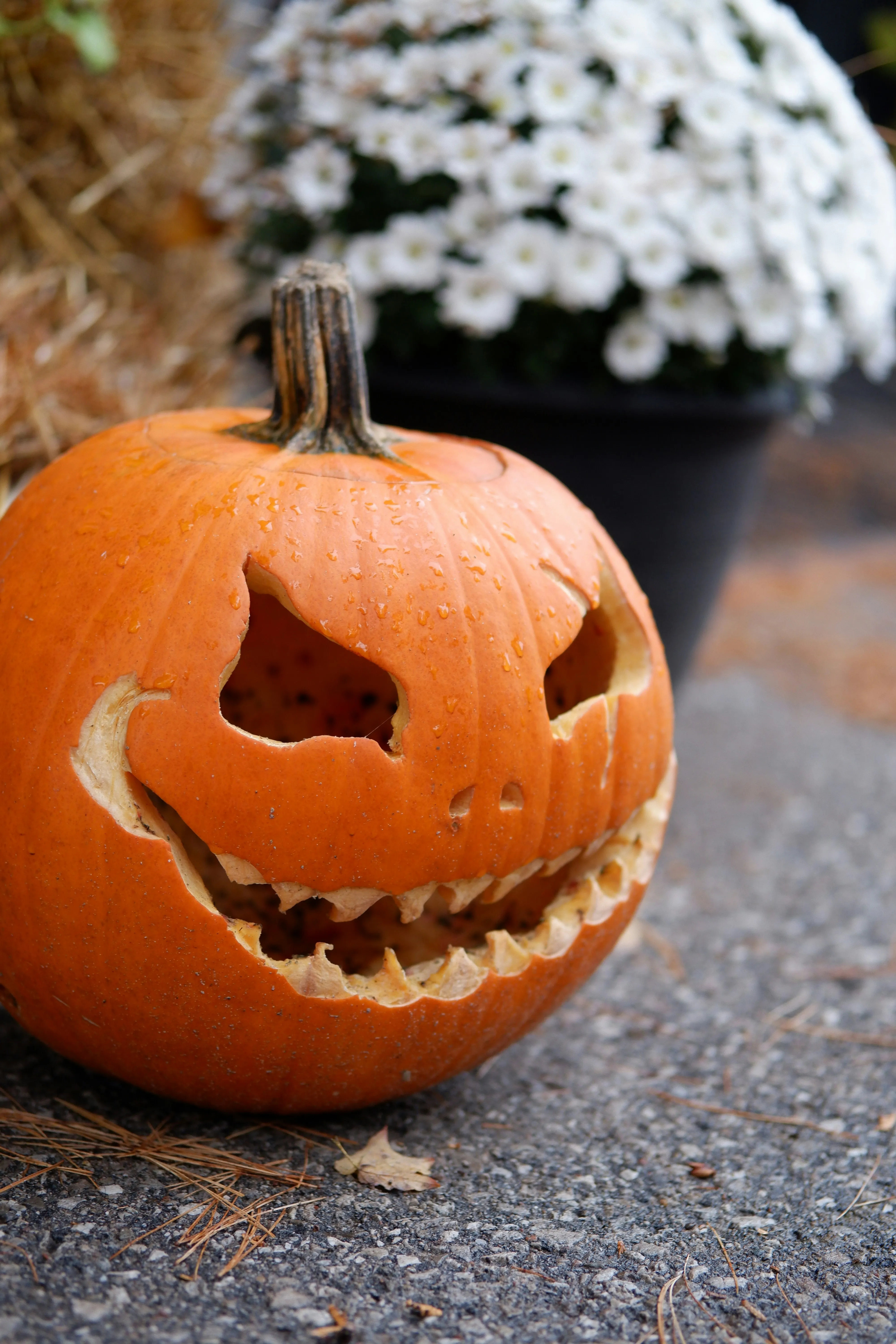 Funny Carved Pumpkin with Smile in Outdoor Setting Image