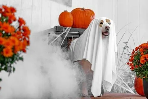 Ghost Costume with Pumpkins and Fog For Halloween Decor