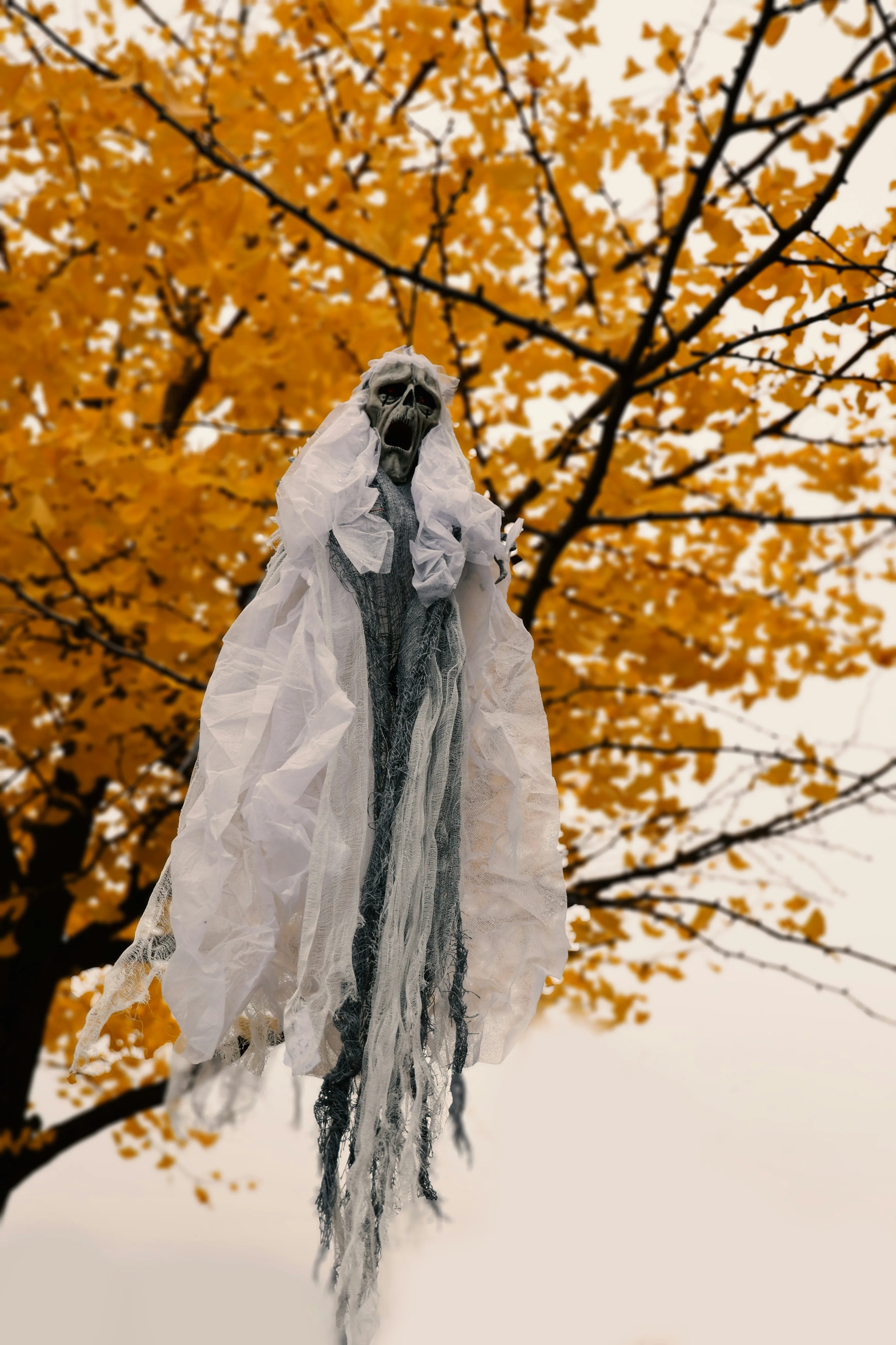 Ghostly Figure Hanging in Autumn Tree on Halloween image
