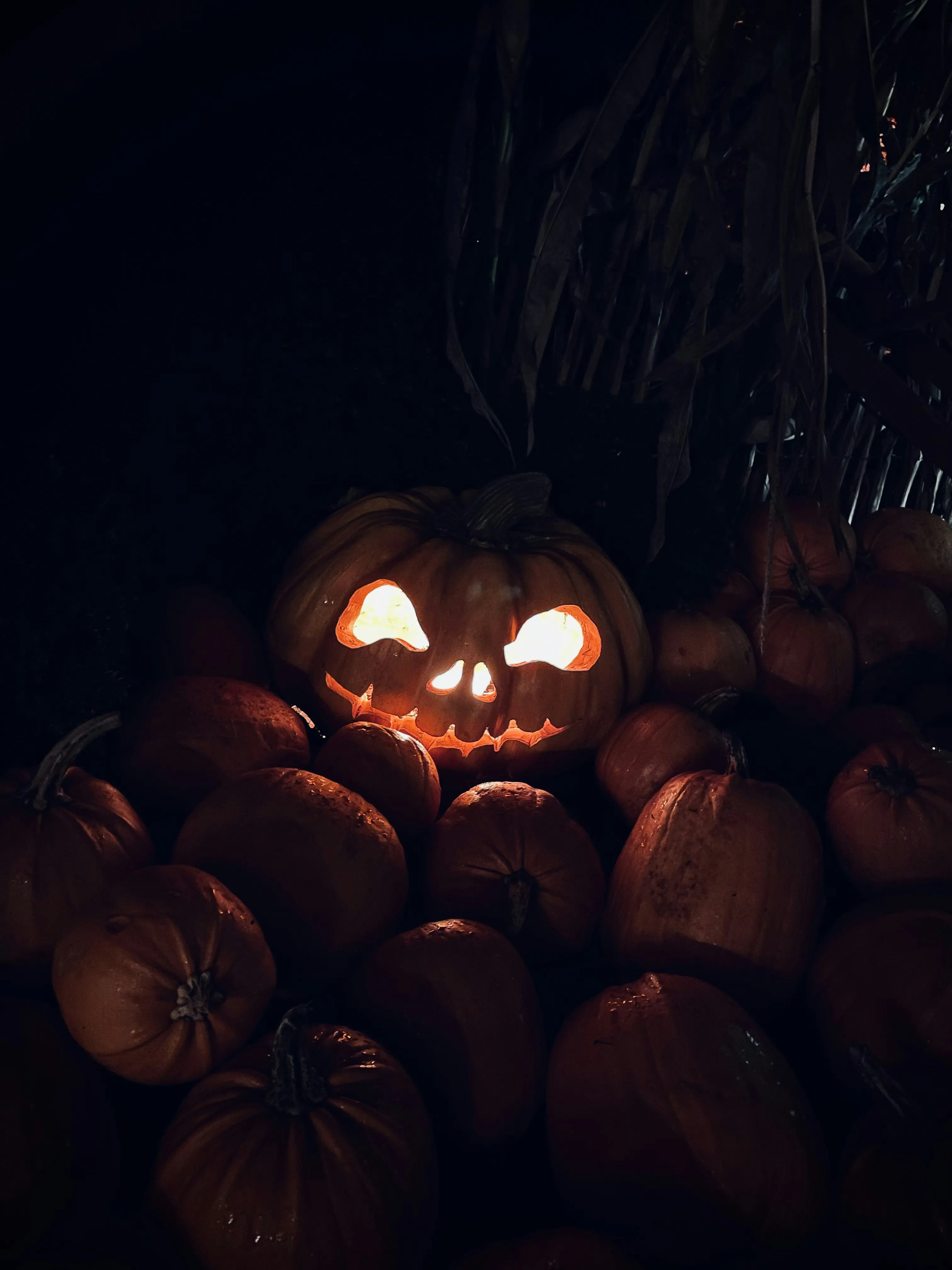 Glowing Jack O Lantern Hidden Among Other Pumpkins Image