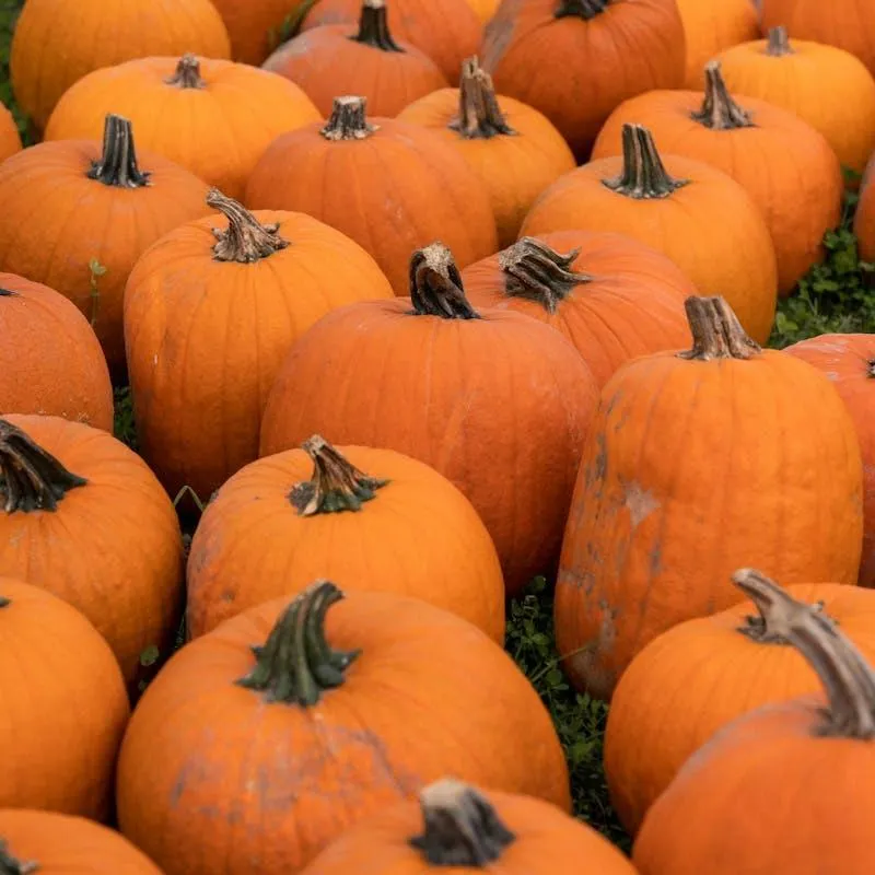 Group Of Bright Orange Pumpkins For Halloween Display