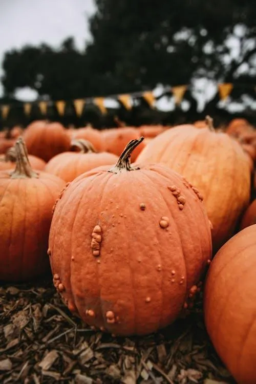 Group Of Bumpy Orange Pumpkins in Natural Setting Image