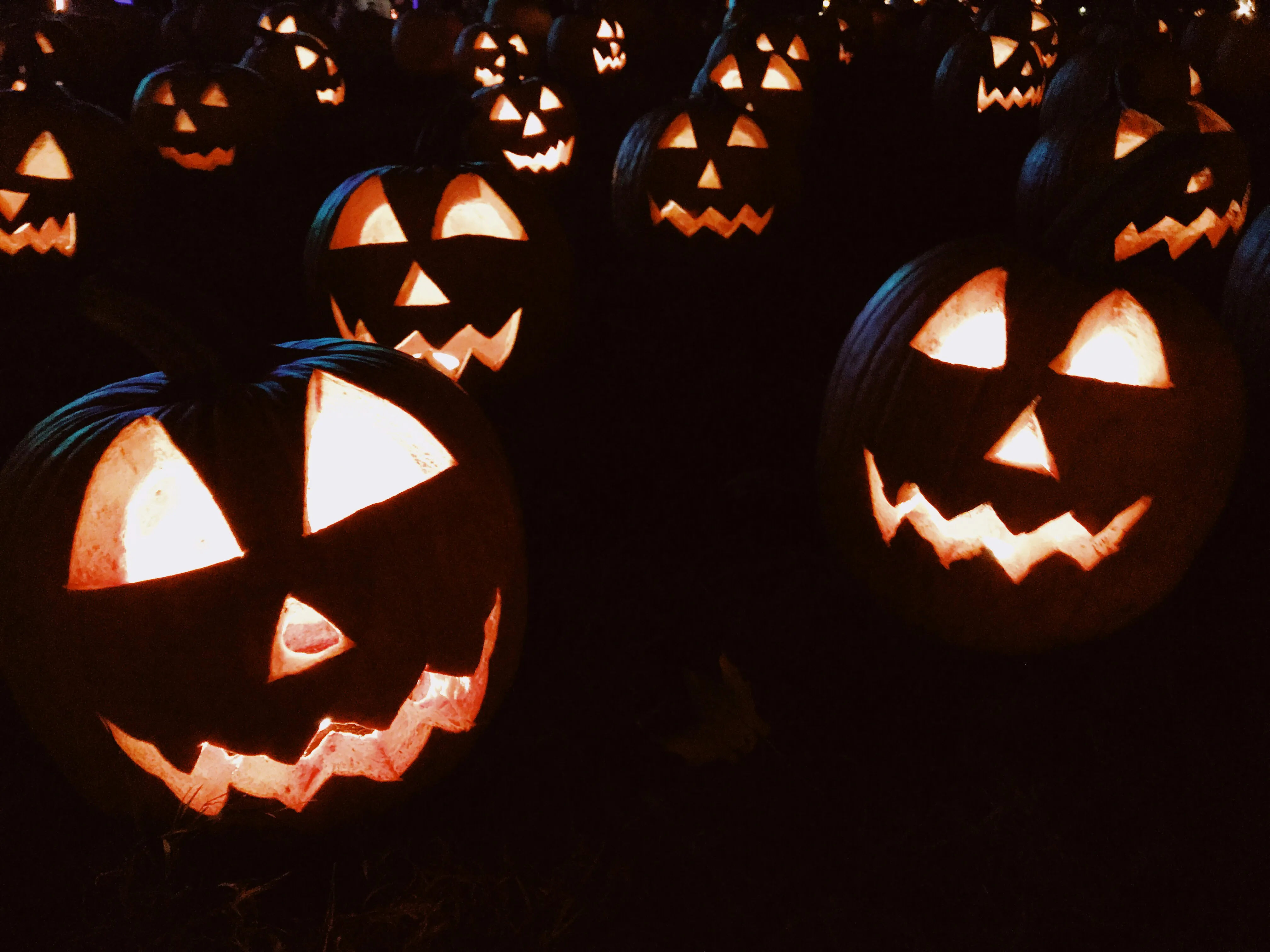 Group Of Carved Halloween Pumpkins Glowing at Night Image